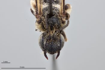 Media type: image;   Entomology 773793 Aspect: head frontal view